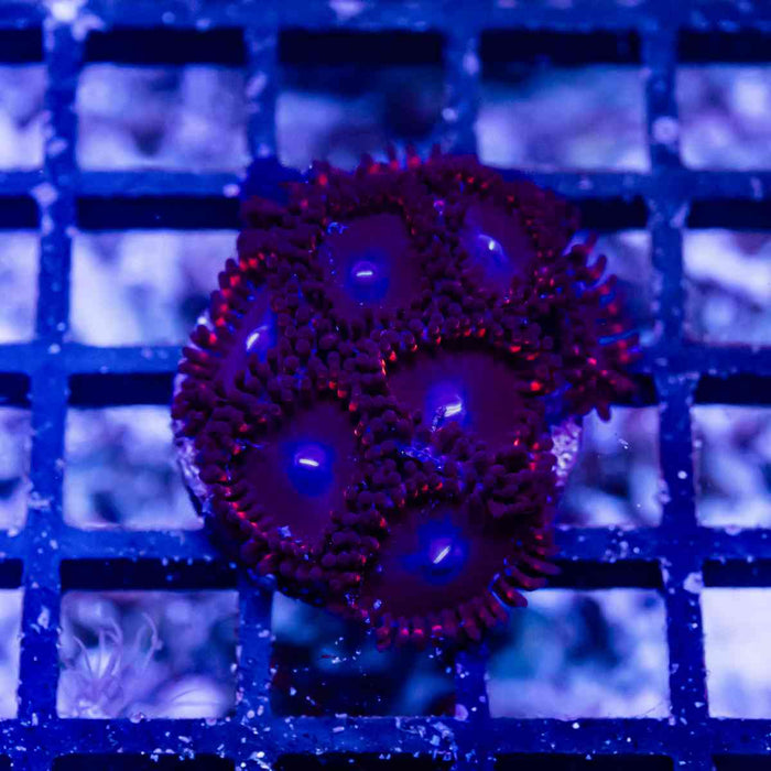 Ultra Red Blue Zoas