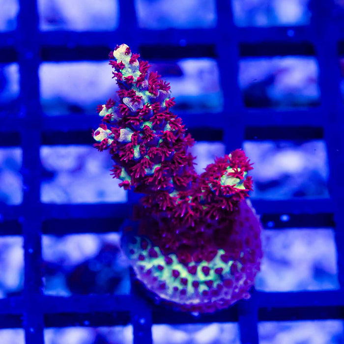 12 Acro Frag