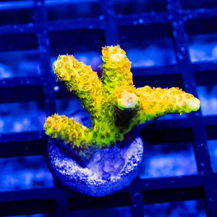 59 Acro Frag