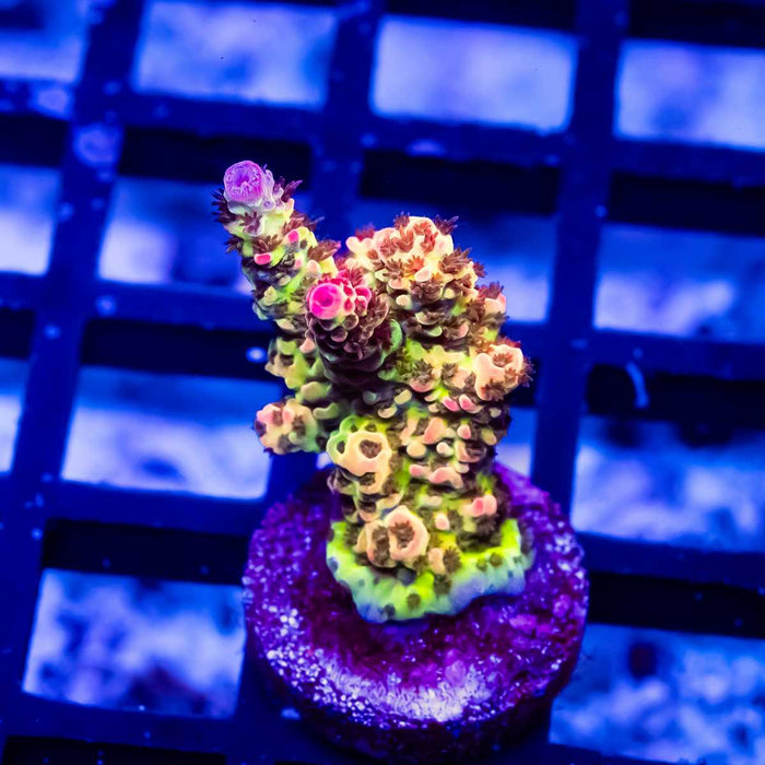 63 Acro Frag