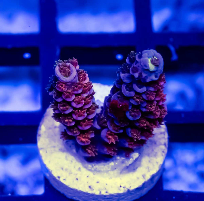 38 Acro Frag