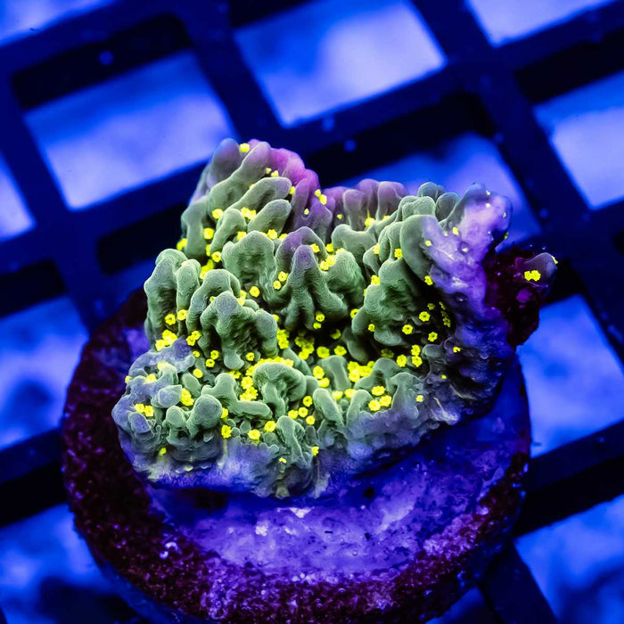 Montipora Galaxy