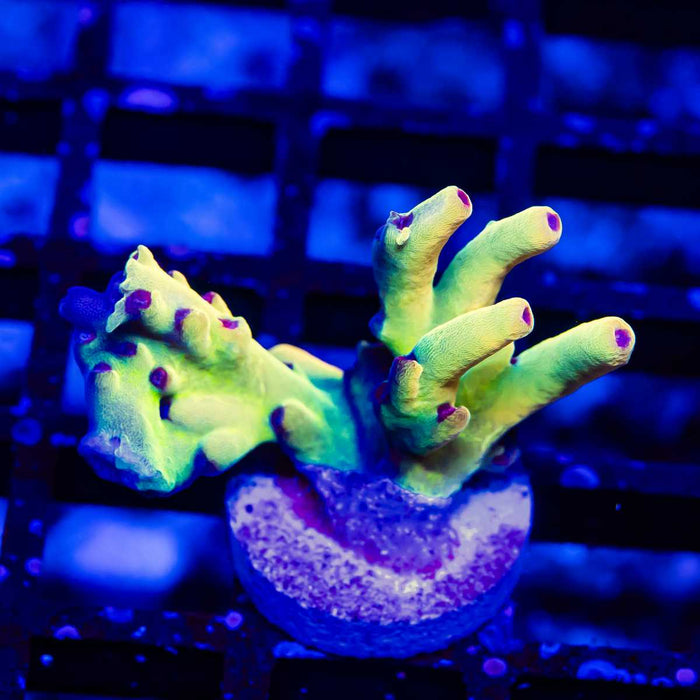 REx Speciosa Gold Rainbow Acro