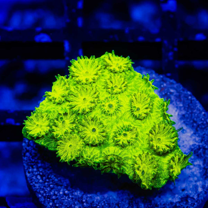 Cyphastrea Neon Green