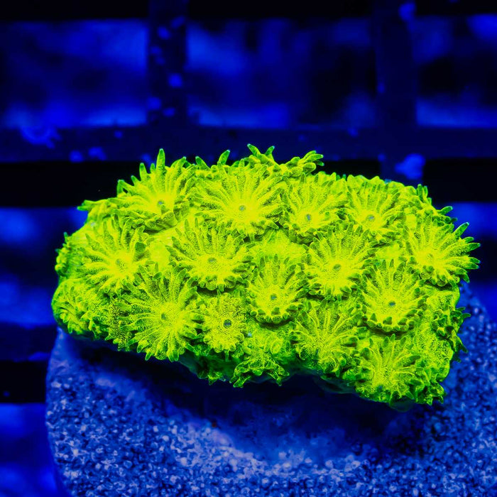 Cyphastrea Neon Green