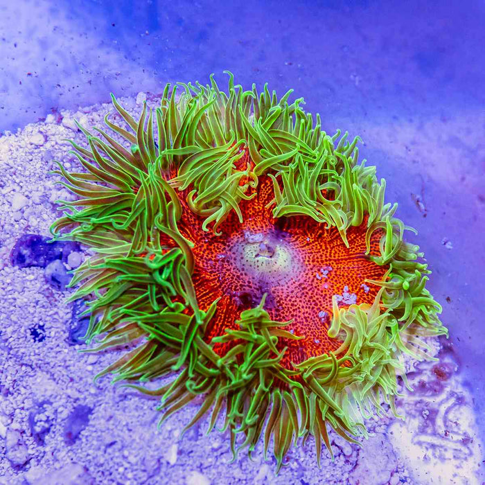 Rock Flower Anemone (Domestic)