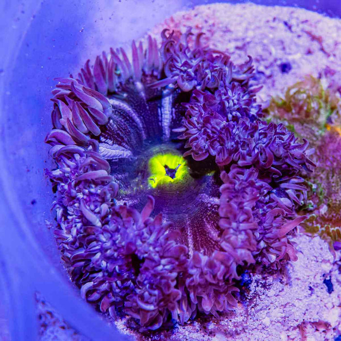 Rock Flower Anemone (Domestic)