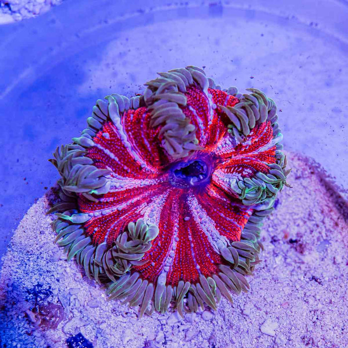 Rock Flower Anemone (Domestic)