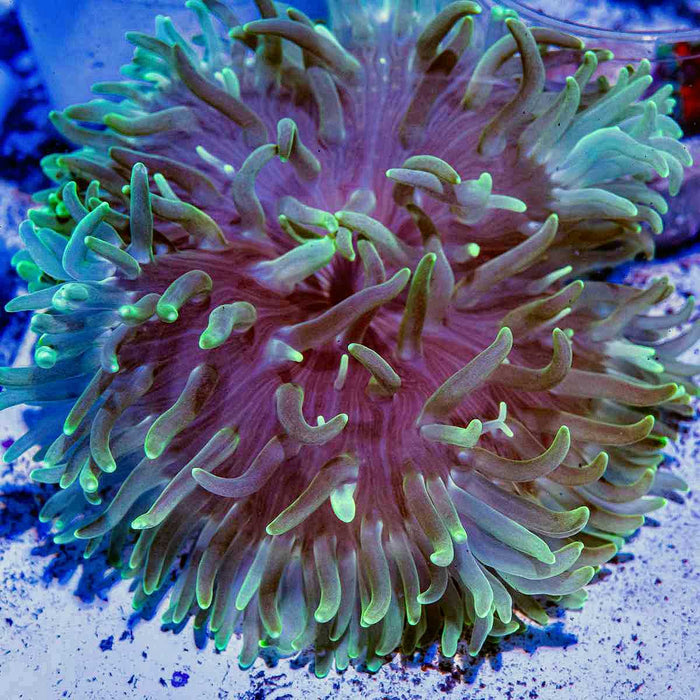 Luxurious Anemone