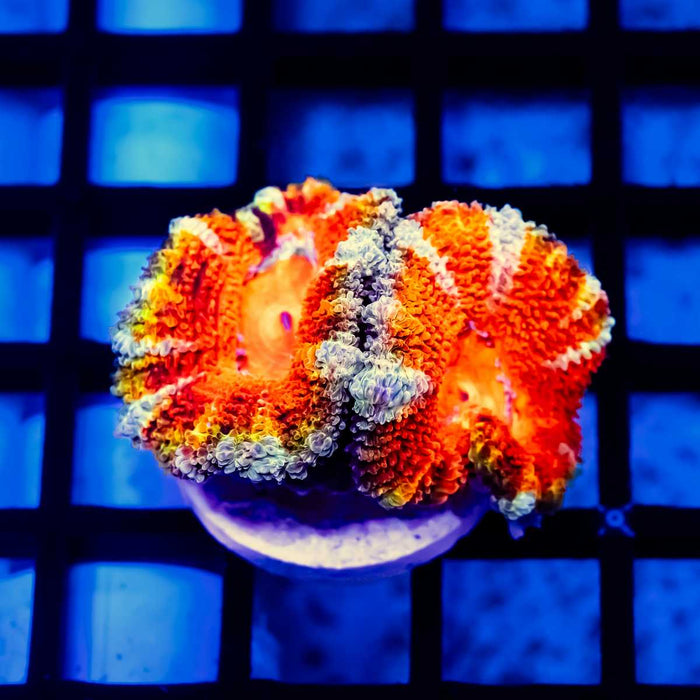 Acan Frag