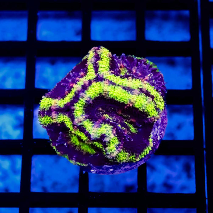 Ultra Rainbow Acan Frag