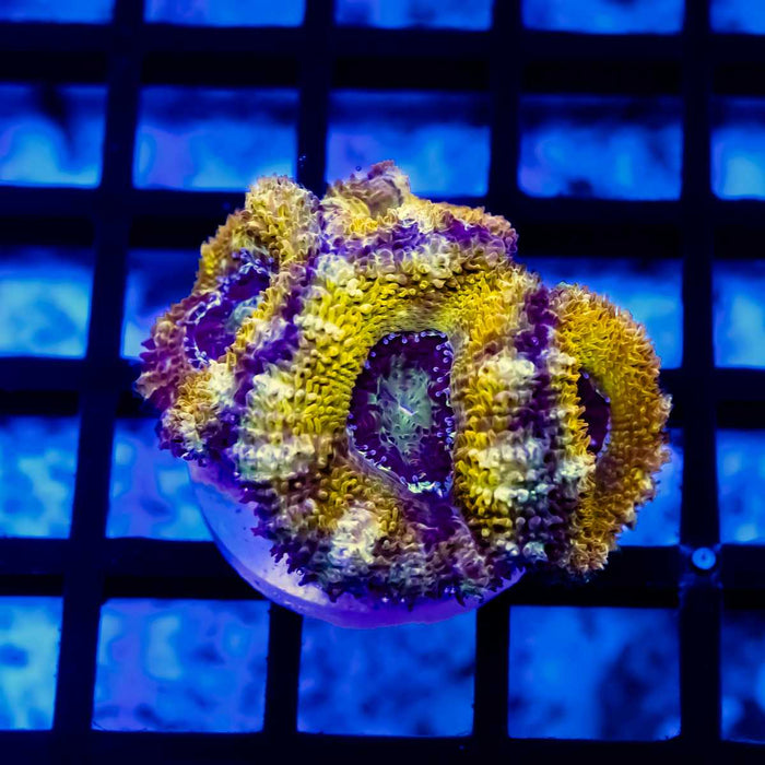 Orange Rainbow Acan Frag