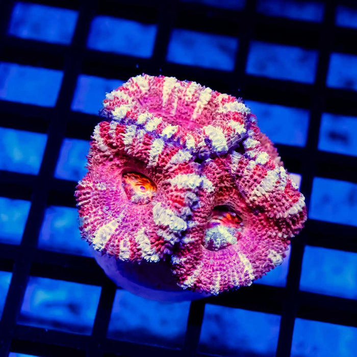 Purple Red Pink Acan Frag