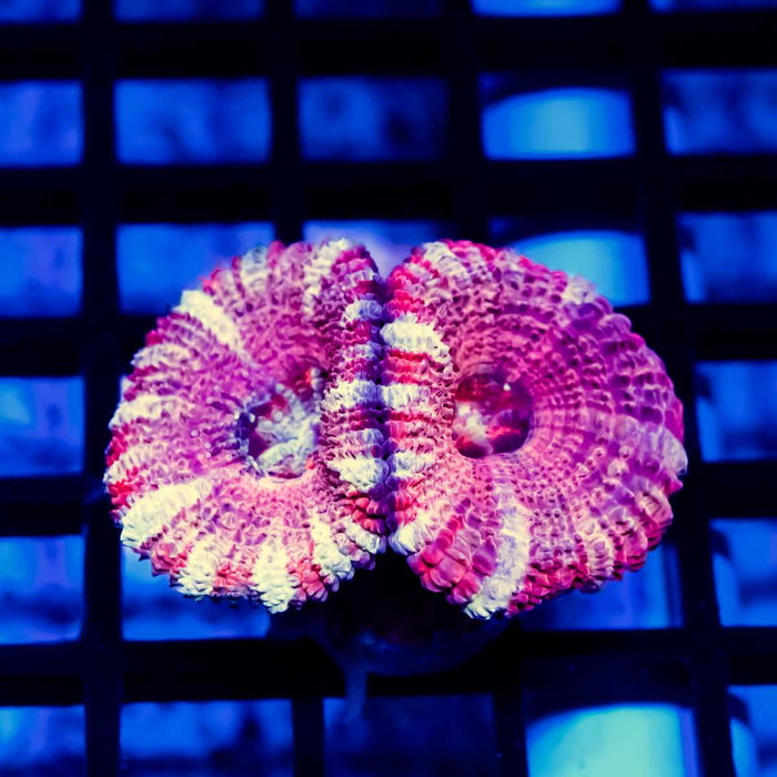 Purple Red Pink Acan Frag