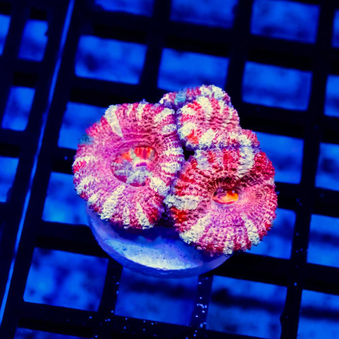 Purple Red Pink Acan Frag