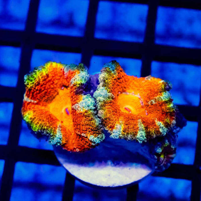 Red Acan Frag