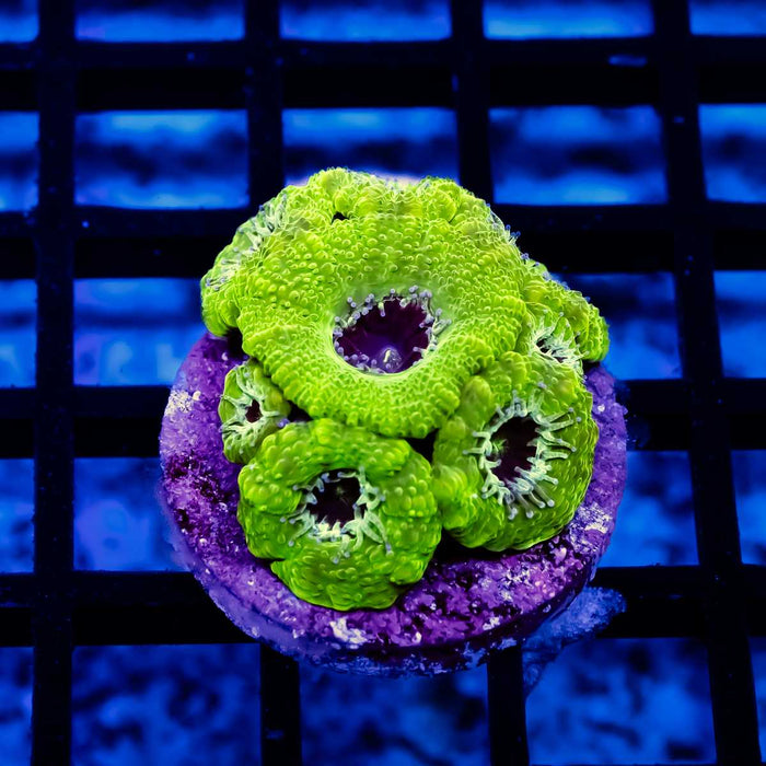 Ultra Green Acan