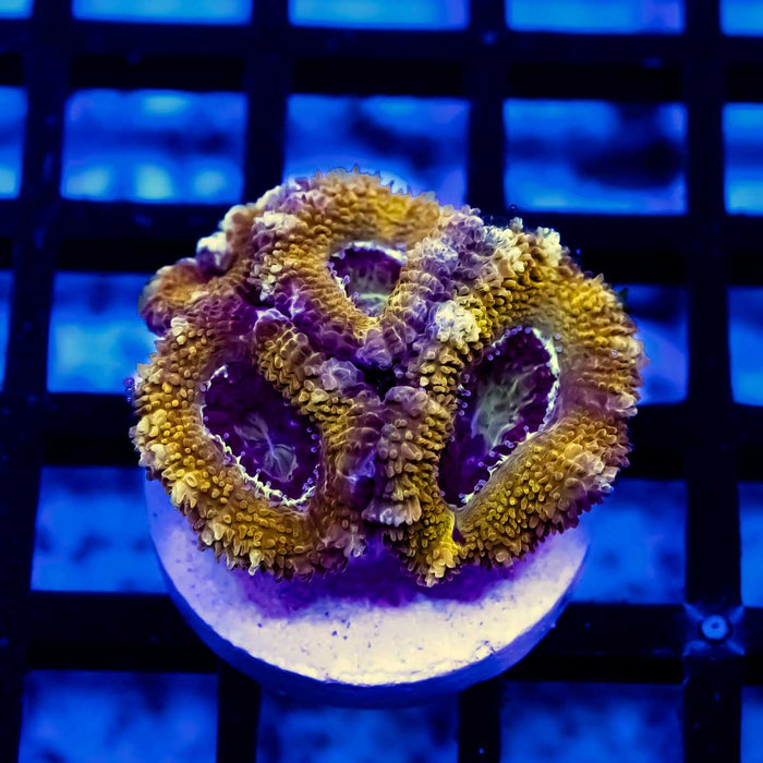 Orange Rainbow Acan Frag