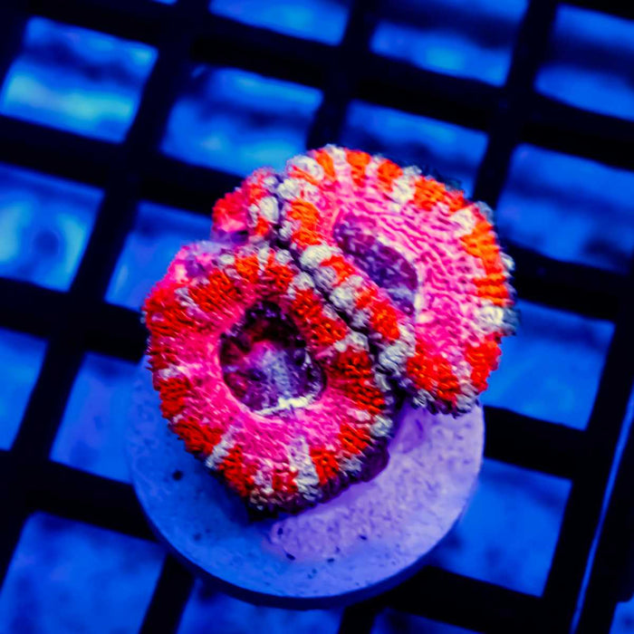 Purple Red Pink Acan Frag