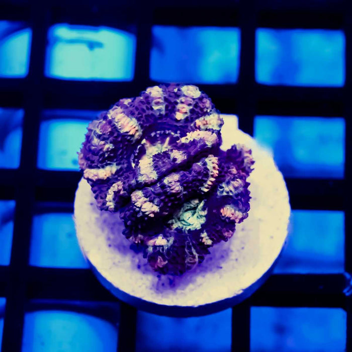 Rainbow Striped Acan Frag