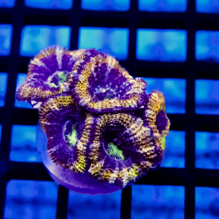 Ultra Orange Rainbow Acan Frag