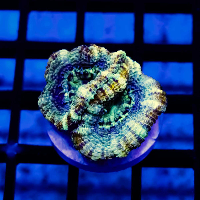 Rainbow Blue Acan Frag