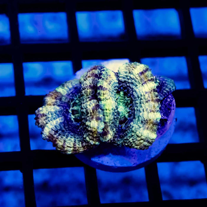 Rainbow Blue Acan Frag