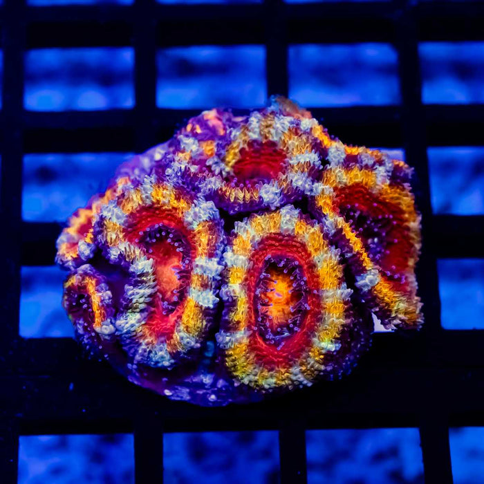 Rainbow Acan Frag