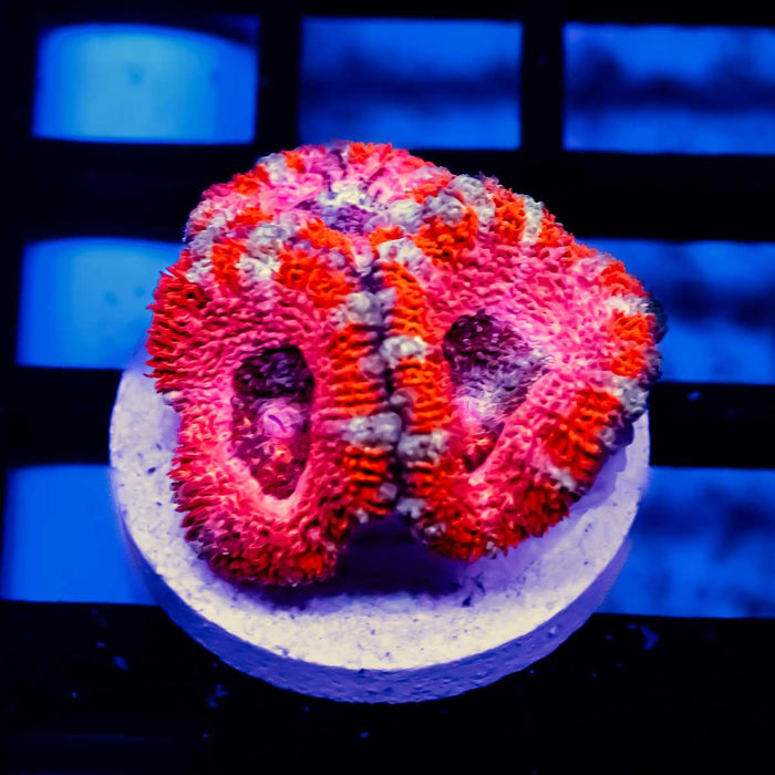 Purple Red Pink Acan Frag