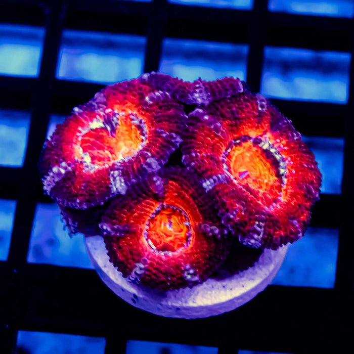 Acan Frag