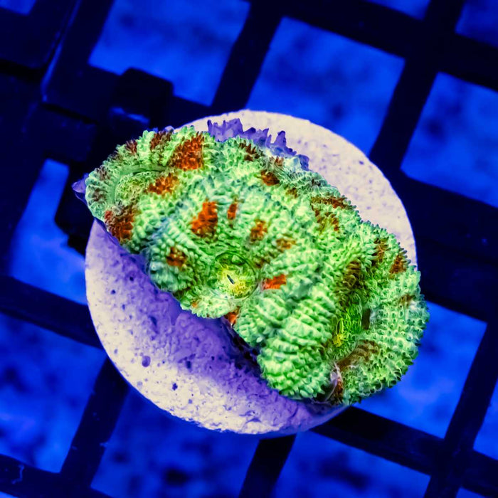 Green Red Acan Frag