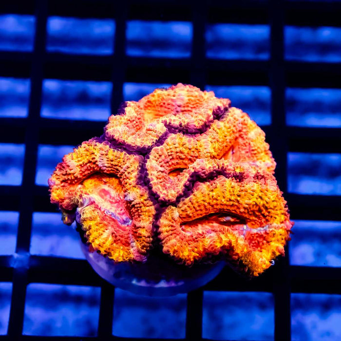 Red Acan Frag