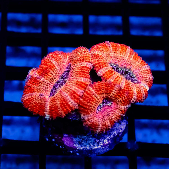 Red Acan Frag