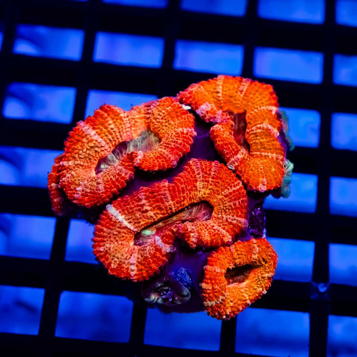 Red Acan Frag