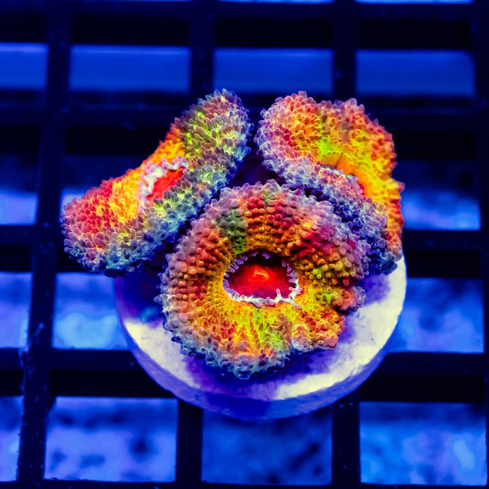 RAR Eight Colors Rainbow Acan Frag