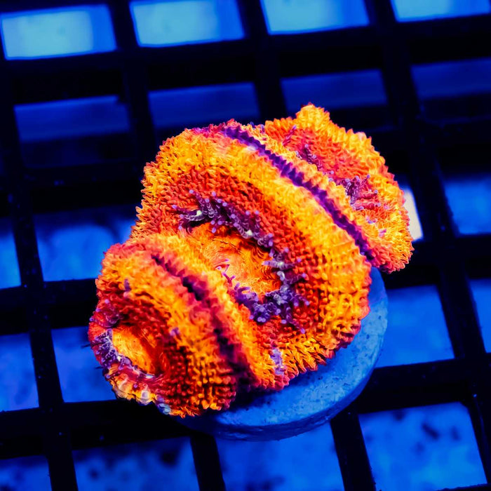 Red Acan Frag