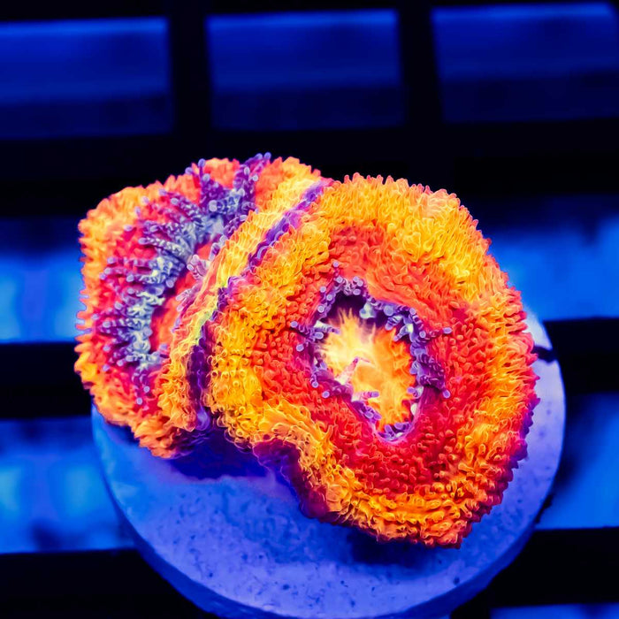 Red Acan Frag