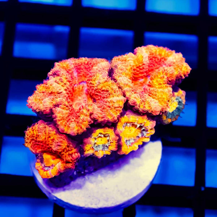 Red Acan Frag