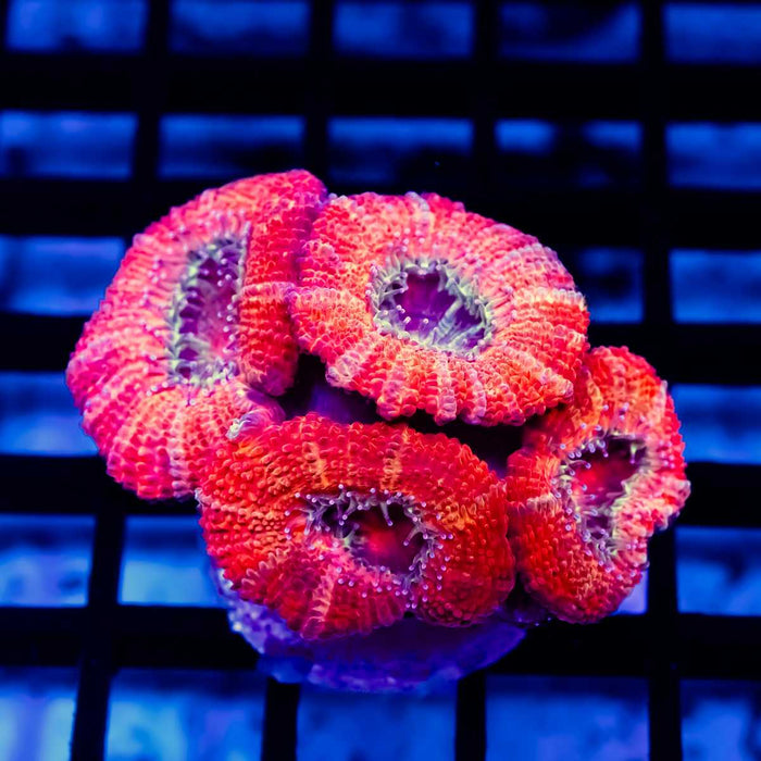 Red Acan Frag