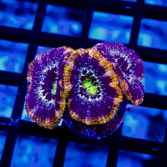 Ultra Orange Rainbow Acan Frag