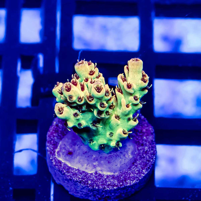 56 Acro Frag