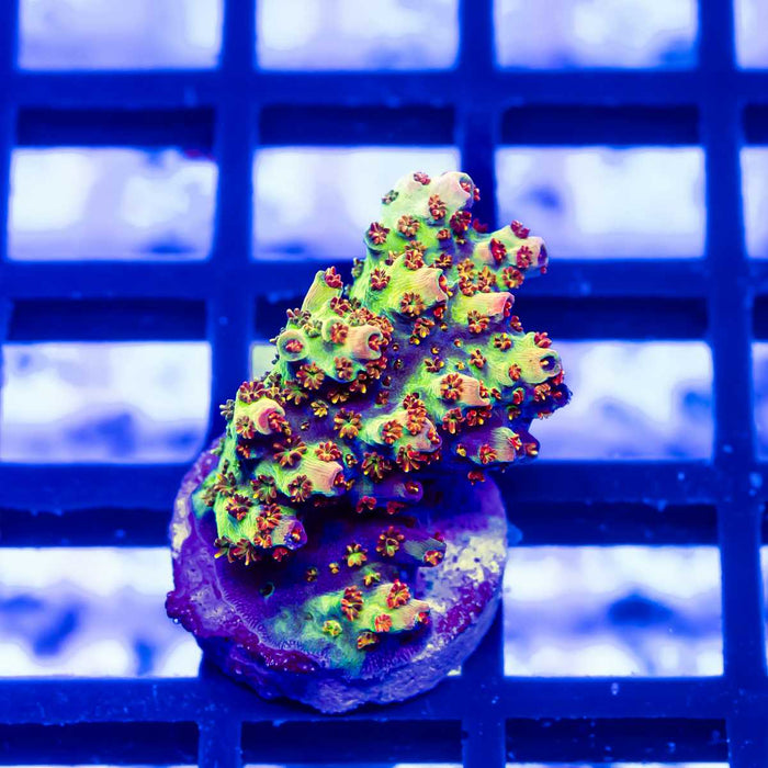 96 Acro Frag