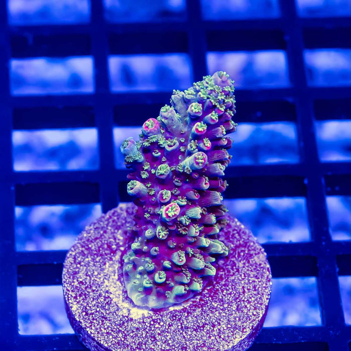 117 Acro Frag