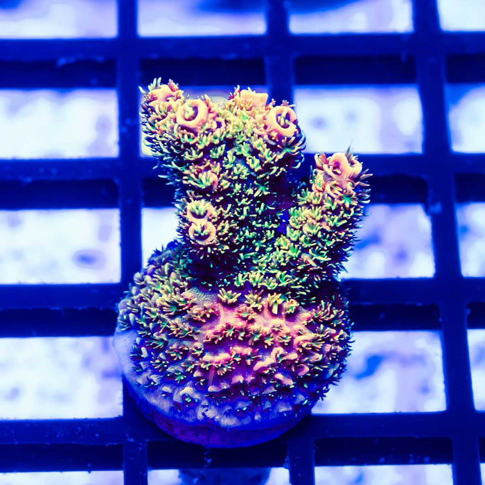 139 Acro Frag