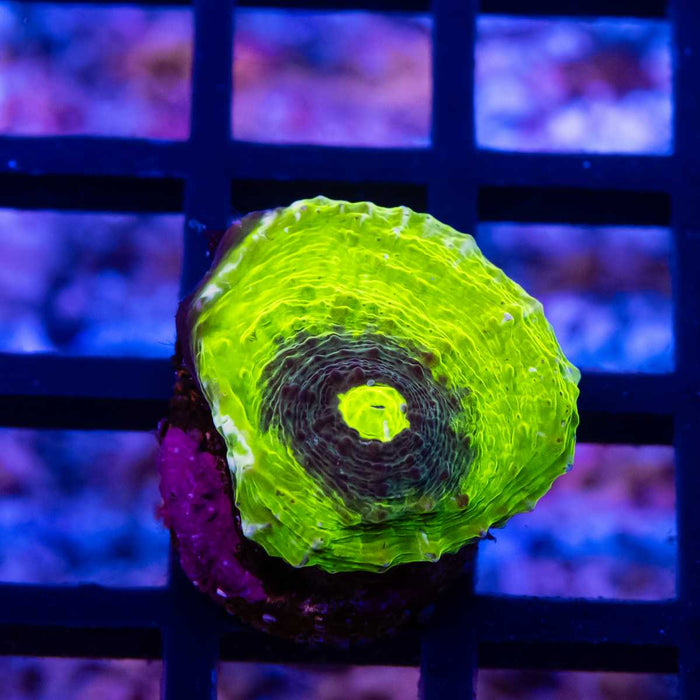 Alien Eye Chalice Frag