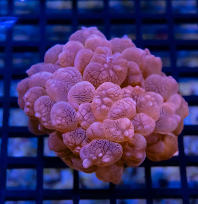 BUBBLE CORAL