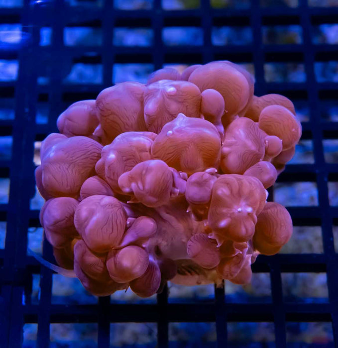 ULTRA BUBBLE CORAL