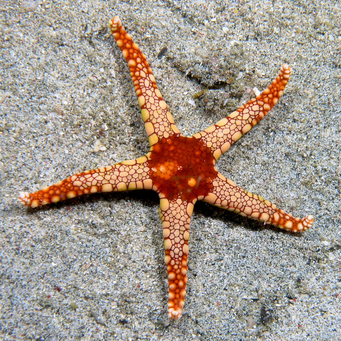 Fromia Monilis Starfish