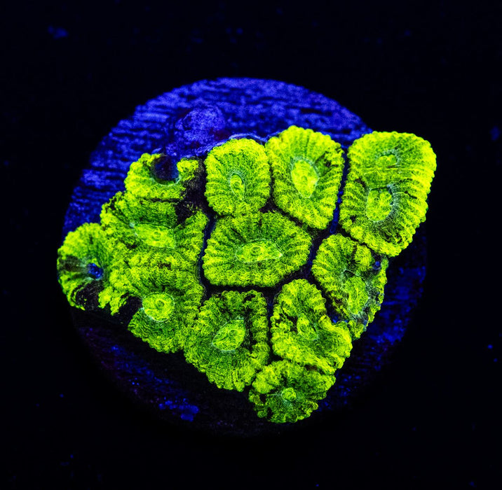 Neon Green Favia Frag