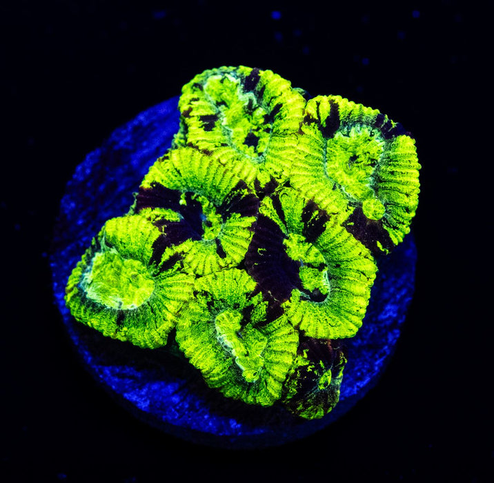 Neon Green Dark Favia Frag